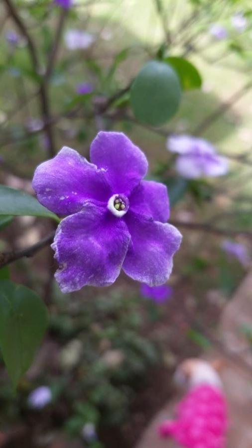 Casa Amor Tepoztlan Εξωτερικό φωτογραφία